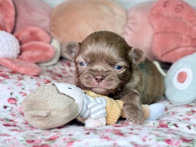 Les chiots de Chihuahua