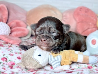 Les chiots de Chihuahua