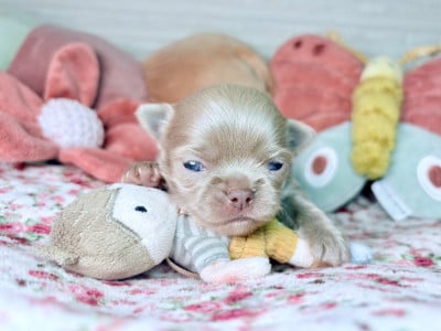 Les chiots de Chihuahua