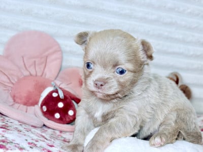Les chiots de Chihuahua