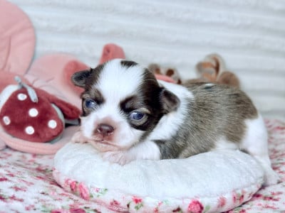 Les chiots de Chihuahua