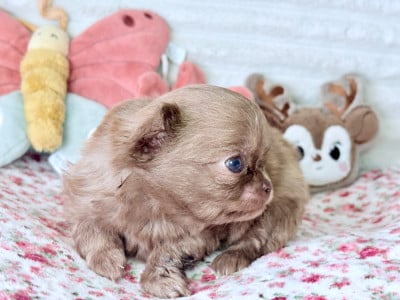 Les chiots de Chihuahua