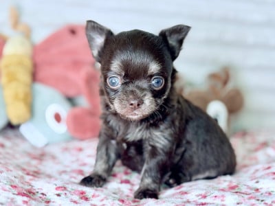 Les chiots de Chihuahua