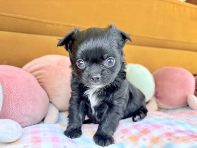 Les chiots de Chihuahua