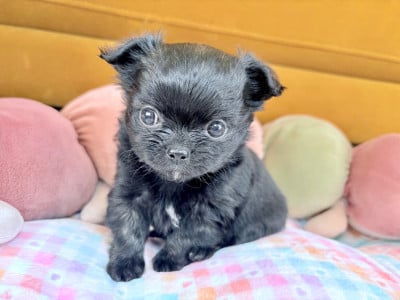 Les chiots de Chihuahua