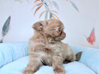 Les chiots de Chihuahua