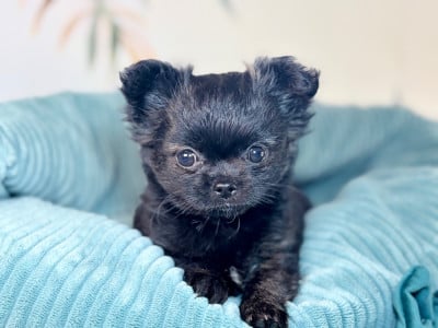 Les chiots de Chihuahua