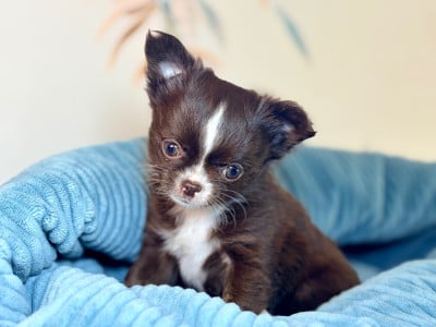 Les chiots de Chihuahua