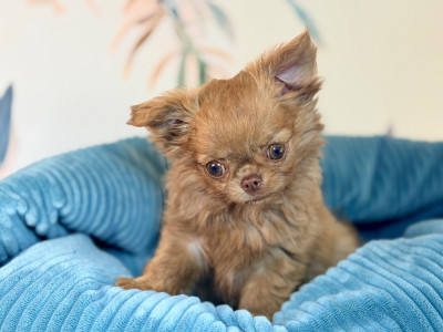 Les chiots de Chihuahua