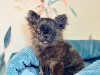 Les chiots de Chihuahua