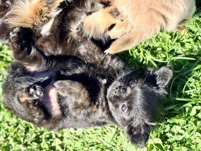 Les chiots de Chihuahua