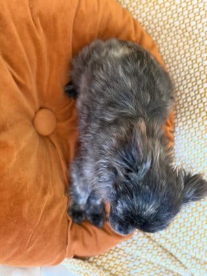 Les chiots de Chihuahua