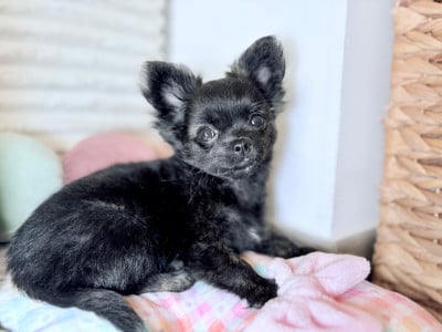 Les chiots de Chihuahua