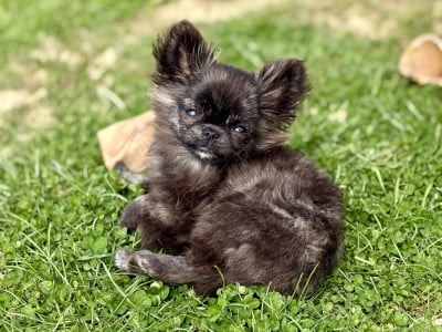 Les chiots de Chihuahua