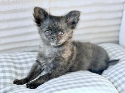 Les chiots de Chihuahua