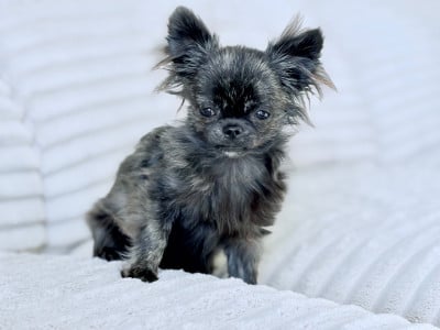 Les chiots de Chihuahua