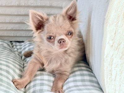 Les chiots de Chihuahua