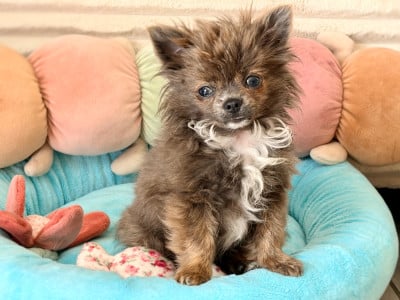 Les chiots de Chihuahua