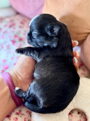 Les chiots de Chihuahua