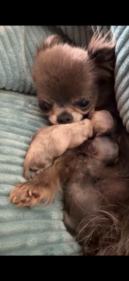 Les chiots de Chihuahua