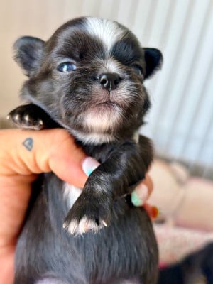 Les chiots de Chihuahua