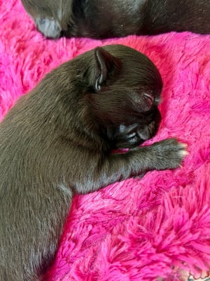Les chiots de Chihuahua