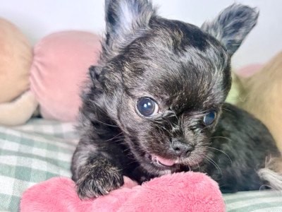 Les chiots de Chihuahua