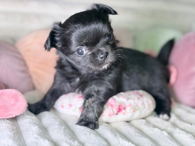Les chiots de Chihuahua