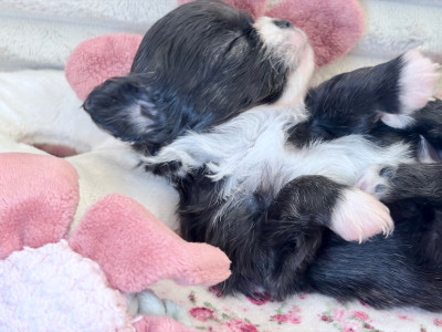 Les chiots de Chihuahua