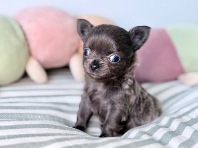 Les chiots de Chihuahua