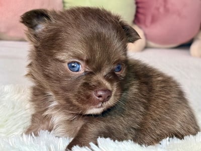 Les chiots de Chihuahua