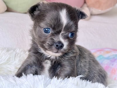 Les chiots de Chihuahua