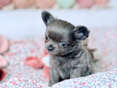 Les chiots de Chihuahua