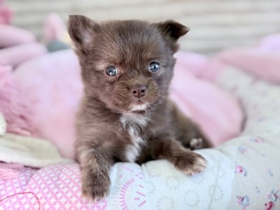 Les chiots de Chihuahua