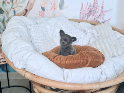 Les chiots de Chihuahua