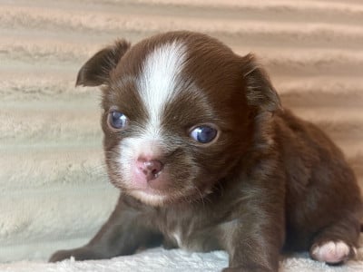 Les chiots de Chihuahua