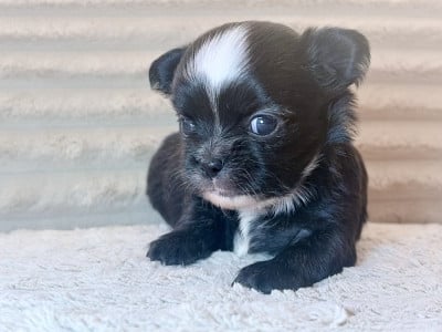 Les chiots de Chihuahua