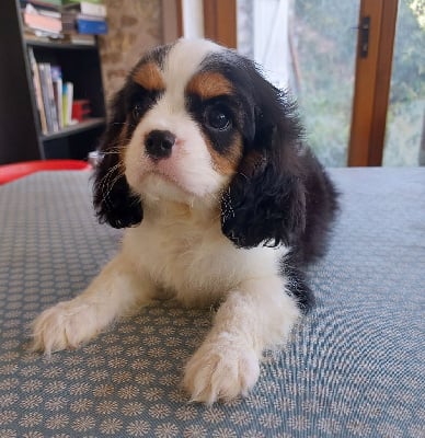 du clos des aubepines