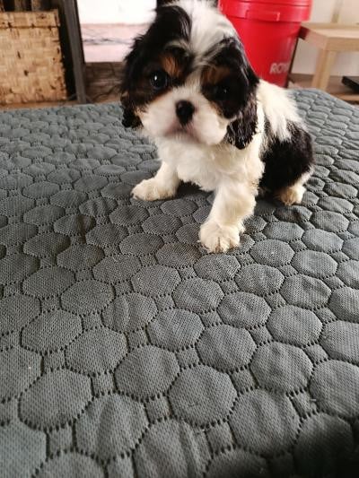 Chiot N°3 - Cavalier King Charles Spaniel