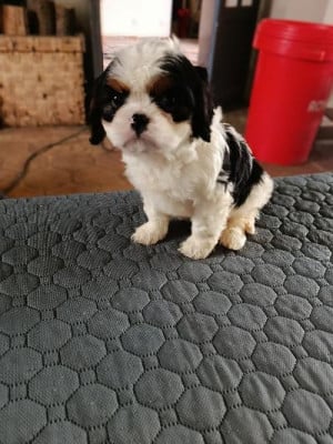 Les chiots de Cavalier King Charles Spaniel
