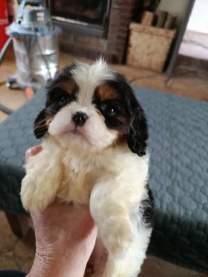 Les chiots de Cavalier King Charles Spaniel