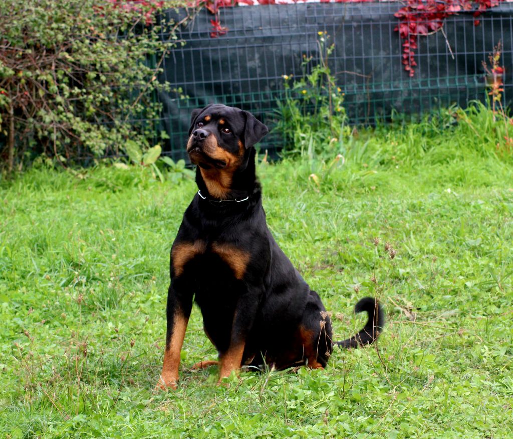 U'alpina Breeder Of Big Dog