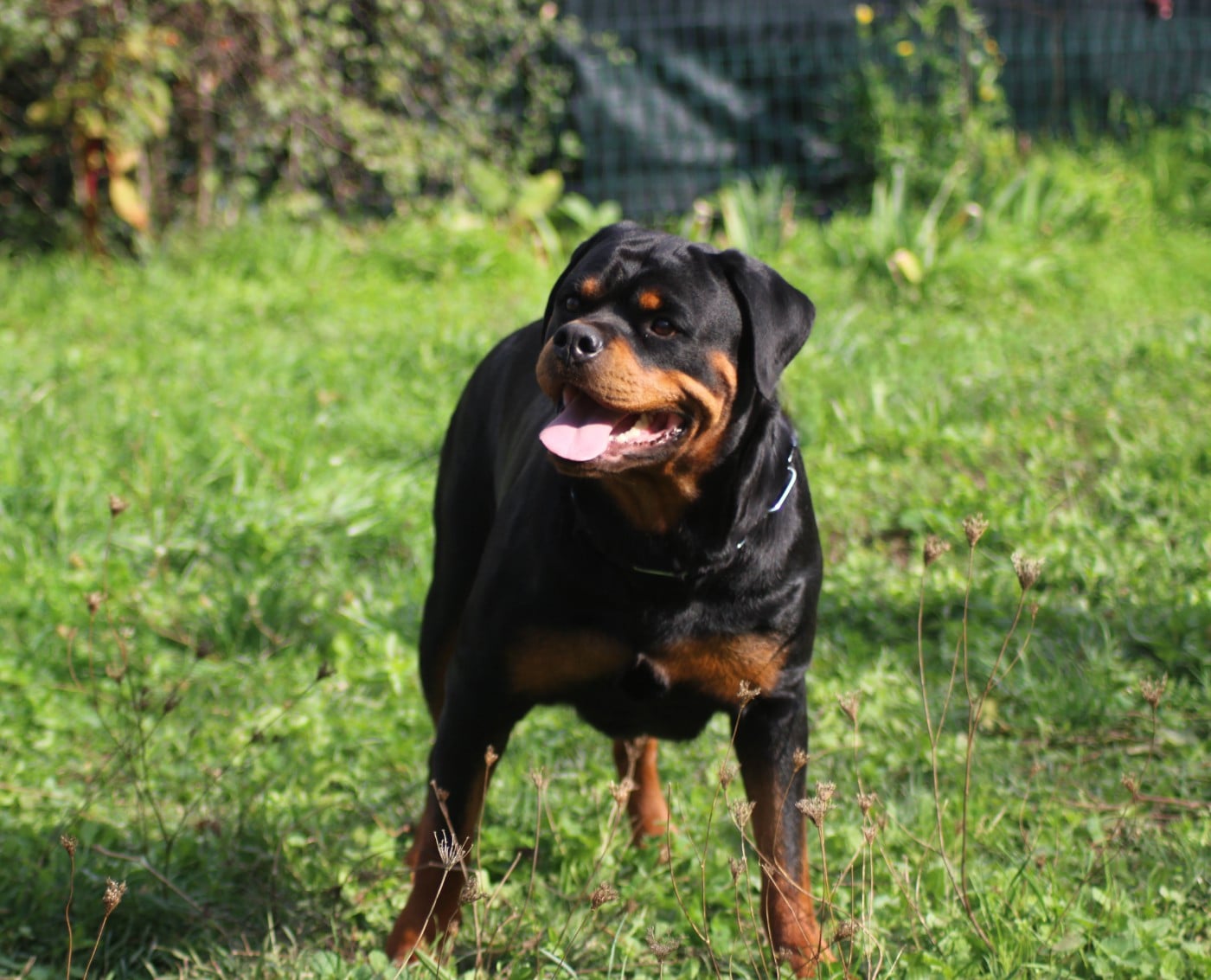 T' saïri Breeder Of Big Dog