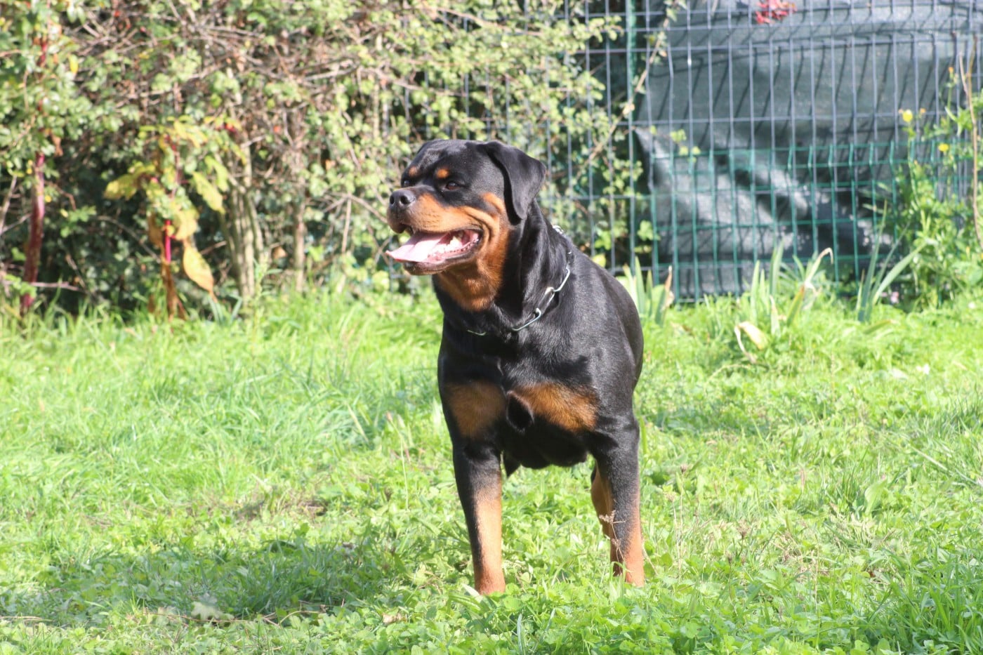 T' saïri Breeder Of Big Dog