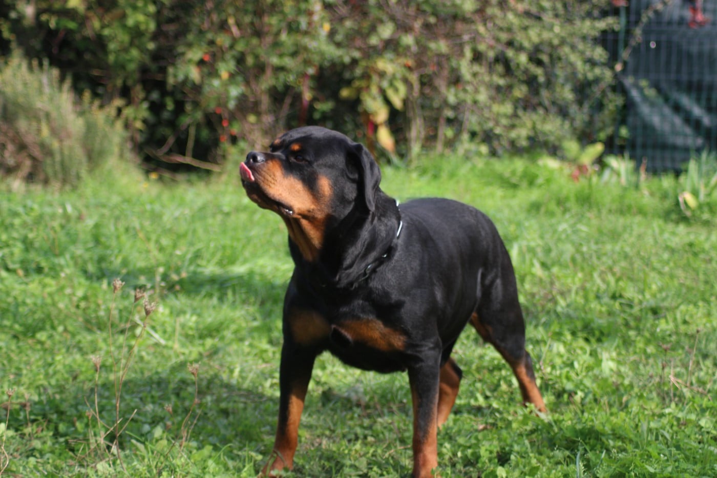 T' saïri Breeder Of Big Dog