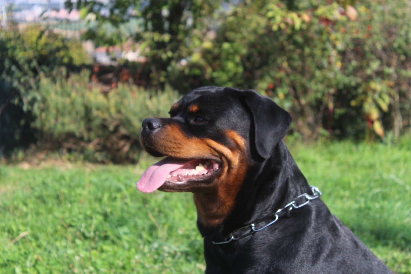 T' saïri Breeder Of Big Dog