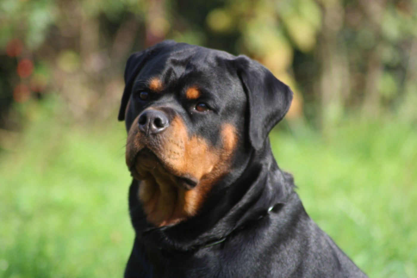 T' saïri Breeder Of Big Dog