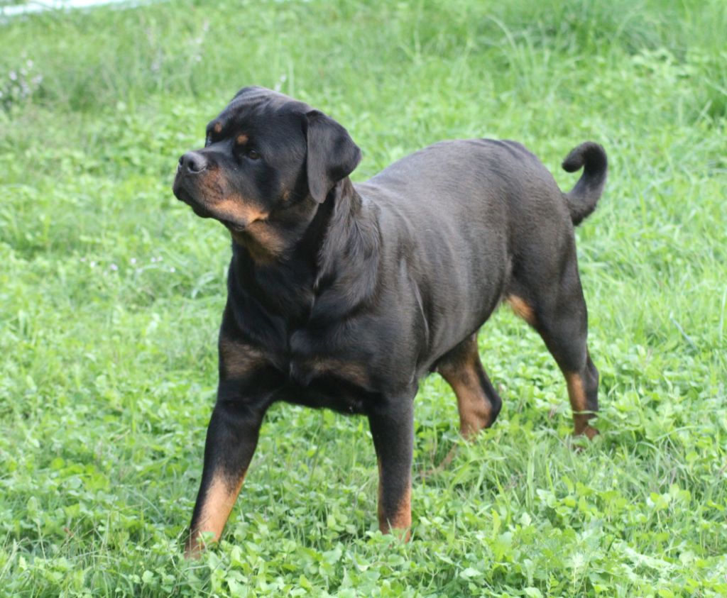 T' arya Breeder Of Big Dog