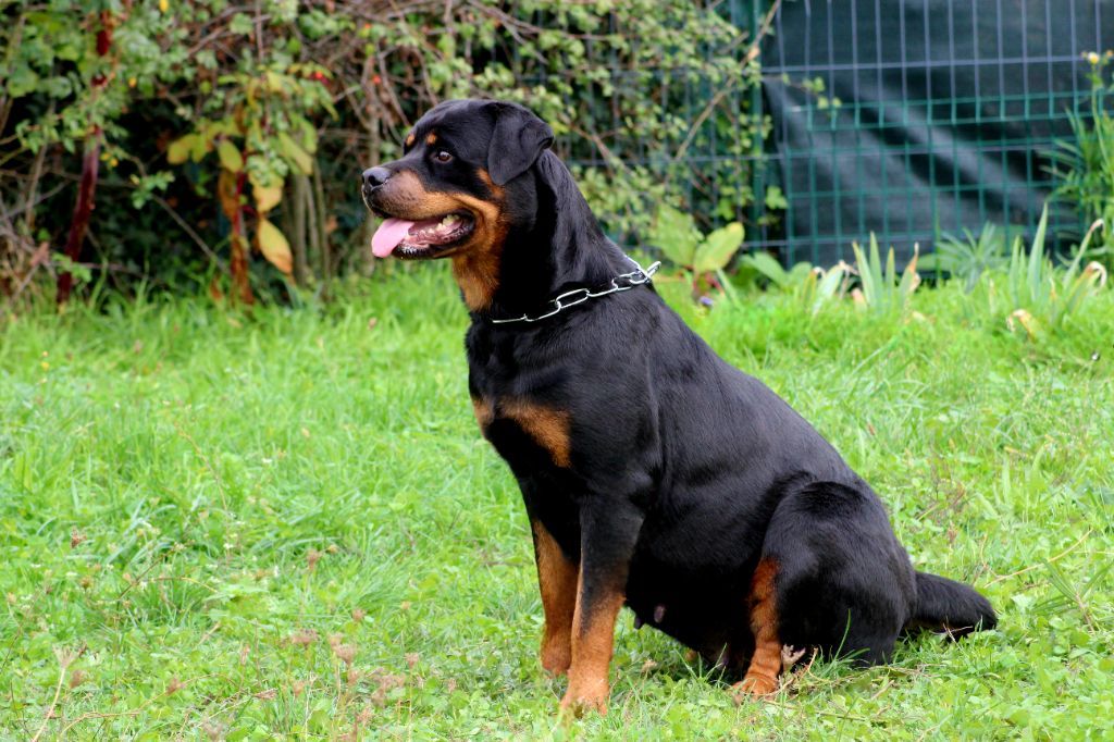 U'alpina Breeder Of Big Dog