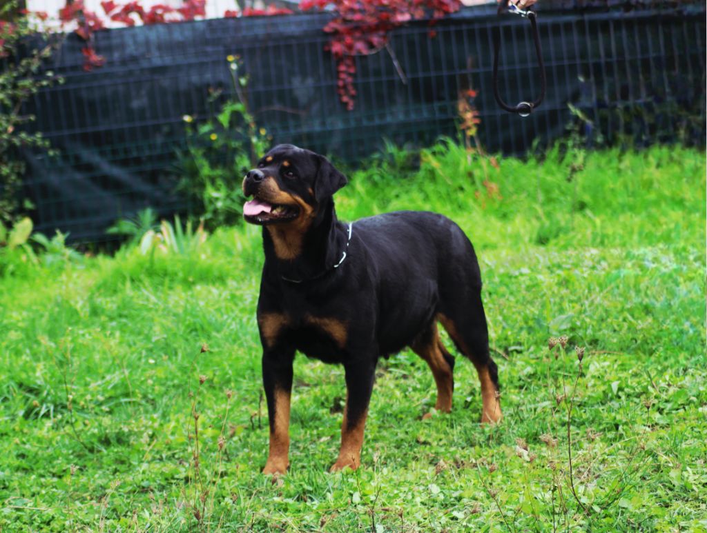 U'alpina Breeder Of Big Dog